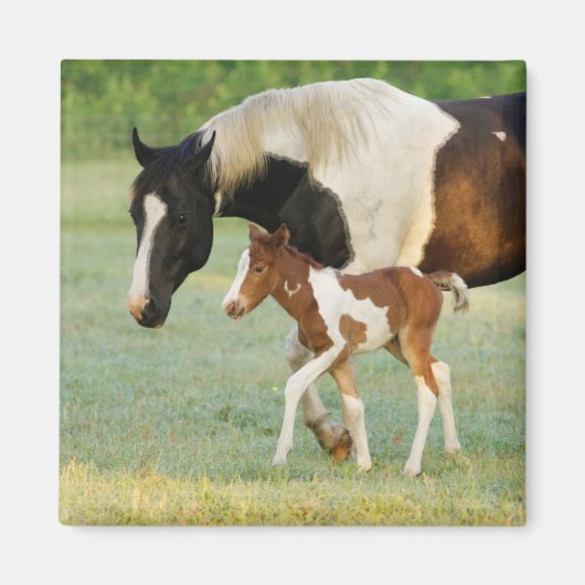 Mama & Paint Filly Magnet (Vorne)