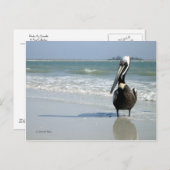 Mama Pelican Postcard Postkarte (Vorne/Hinten)
