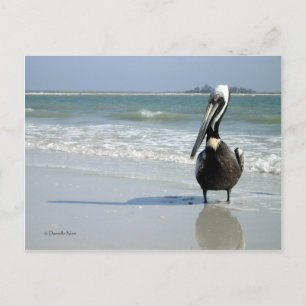 Mama Pelican Postcard Postkarte
