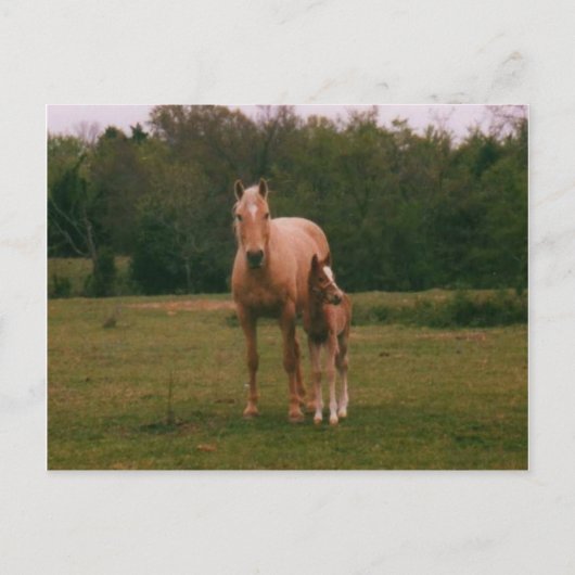 Mama-Pferd Postkarte (Vorderseite)