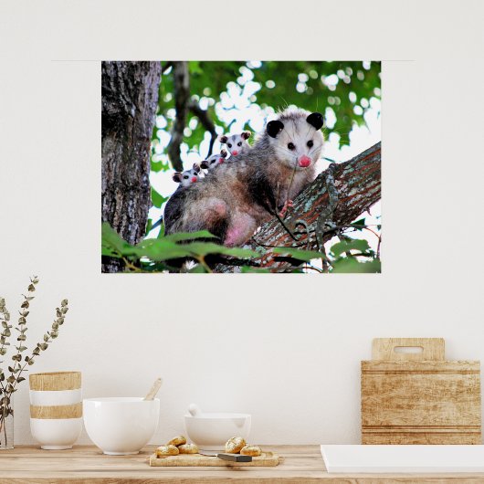 Mama Possum und Babies Poster (Küche)