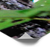 Mama Possum und Babies Poster (Ecke)