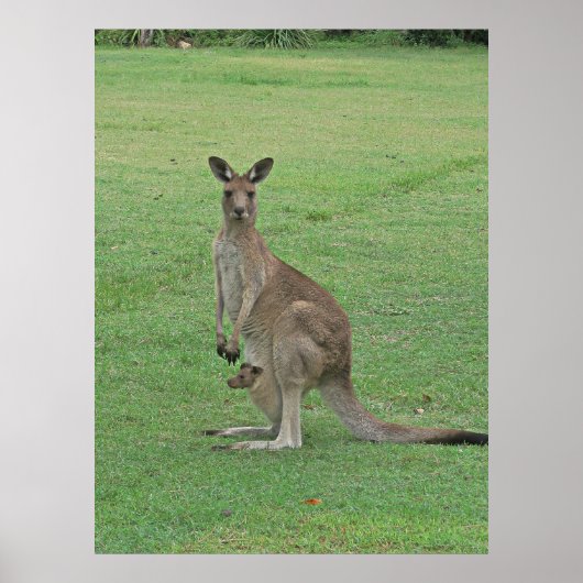 Mama Roo und Joey Poster (Vorne)