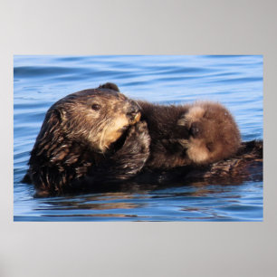 Mama Sea Otter und ihr bezauberndes Jungtier Poster