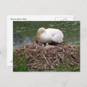 Mama Swan Tending to Cygnets Postcard (2) Postkarte (Vorne/Hinten)