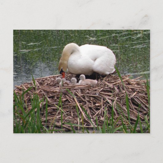 Mama Swan Tending to Cygnets Postcard (2) Postkarte (Vorderseite)