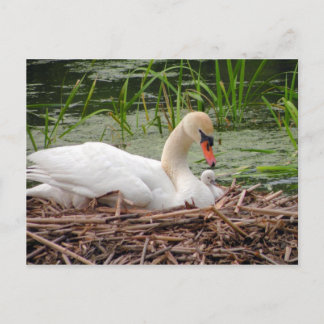 Mama Swan und Baby Postcard Postkarte