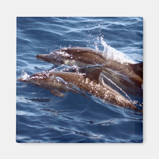 Mama und Baby Dolphin Magnet (Vorne)