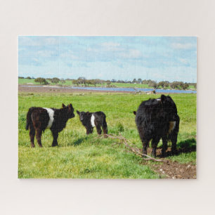 Mama und Baby Galloway Kühe, Puzzle