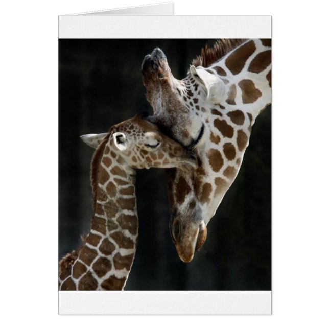 Mama und Baby Giraffe Cuddle (Vorne)