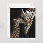 Mama und Baby Giraffe Cuddle Postkarte (Vorne/Hinten)