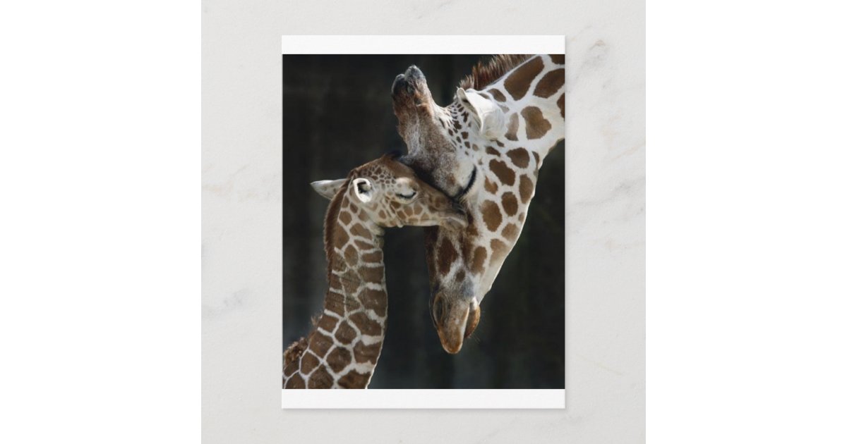 Mutter mit Baby Ansichtskarte Giraffen Mutterliebe