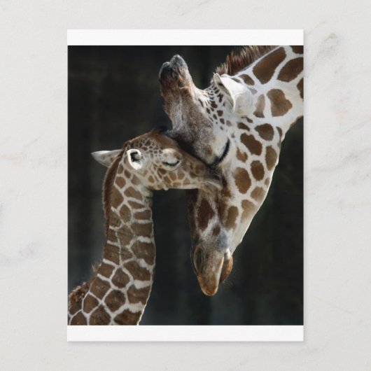 Mama und Baby Giraffe Cuddle Postkarte (Vorderseite)