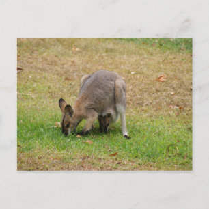 Mama und Baby Hübsch gegenüber Wallaby Postkarte
