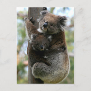 Mama und Baby Koala Postkarte