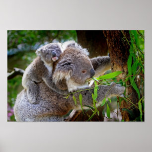 Mama und Baby Koalas Poster