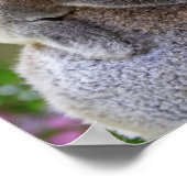Mama und Baby Koalas Poster (Ecke)