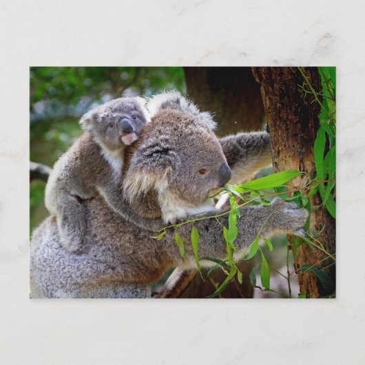 Mama und Baby Koalas Postkarte (Vorderseite)