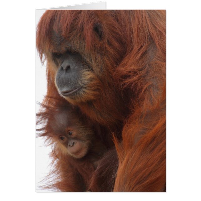 Mama und Baby Orangutan (Vorne)