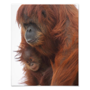 Mama und Baby Orangutan Fotodruck