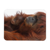 Mama und Baby Orangutan Magnet (Horizontal)