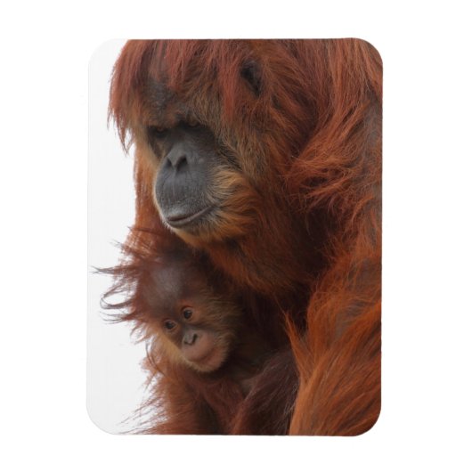 Mama und Baby Orangutan Magnet (Vertikal)