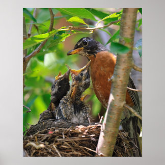 Mama und Baby Robins Poster