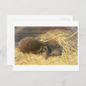 Mama und Babys Igel Vintag Postkarte (Vorne/Hinten)