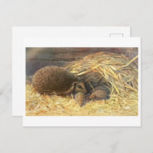 Mama und Babys Igel Vintag Postkarte (Vorne/Hinten)