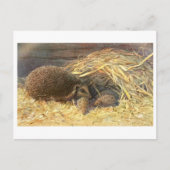 Mama und Babys Igel Vintag Postkarte (Vorderseite)