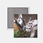 Mama und Babyziege Magnet (Vorderseite/Rückseite)