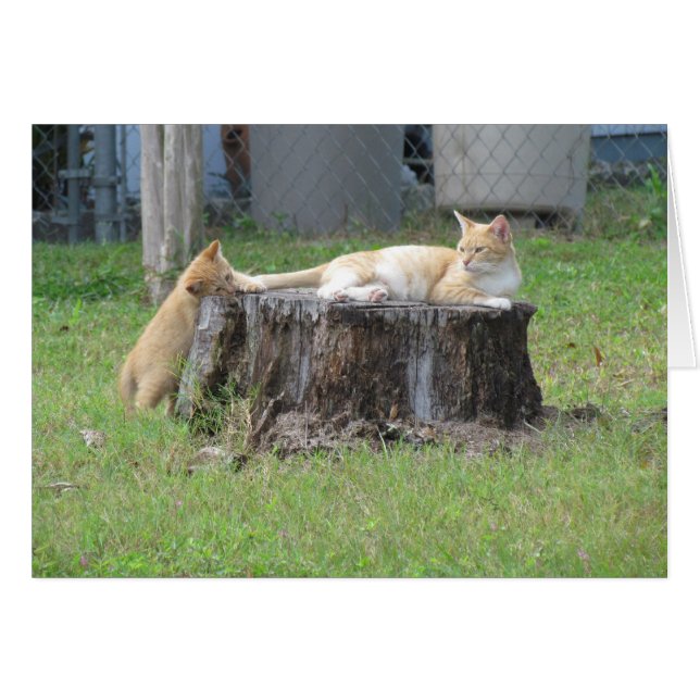 Mama-und Kätzchen-Anerkennungs-Karte (Vorderseite (Horizontal))