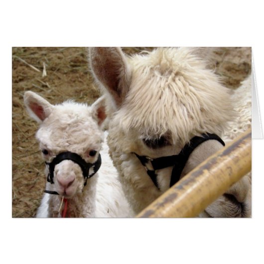 Mama und Krim (Vorderseite (Horizontal))