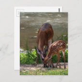 Mama Whitetail Deer und Fawn Postkarte (Vorne/Hinten)