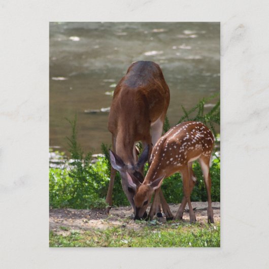 Mama Whitetail Deer und Fawn Postkarte (Vorderseite)