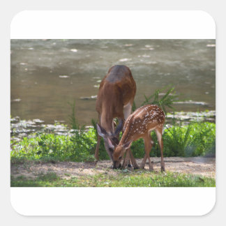 Mama Whitetail Deer und Fawn Quadratischer Aufkleber