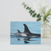 Mamaund BabyOrca Postkarte (Stehend Vorderseite)