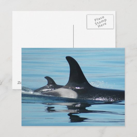 Mamaund BabyOrca Postkarte (Vorne/Hinten)
