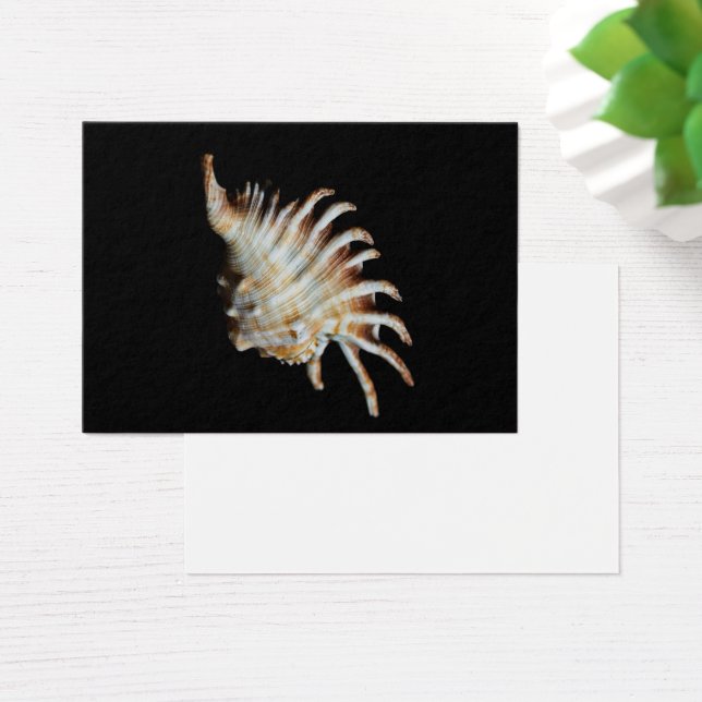 Mambeda Lambis Muschel Spider (Schreibtisch)