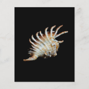 Mambeda Lambis Shell Spinne Flyer