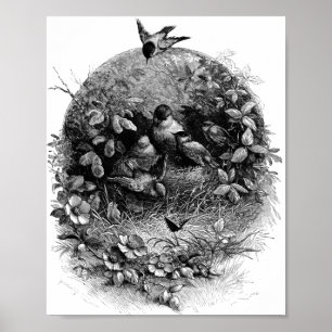 Mamma and Baby birds in nest vintage art illustrat Poster