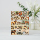 Mammal Kingdom Postkarte (Stehend Vorderseite)