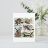 Mammals: five small illustriert postkarte (Stehend Vorderseite)