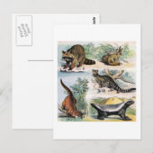Mammals: five small illustriert postkarte (Vorne/Hinten)
