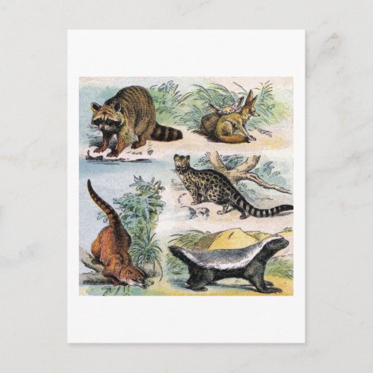 Mammals: five small illustriert postkarte (Vorderseite)