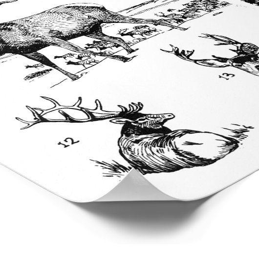 MAMMALS POSTER (Ecke)