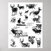 MAMMALS POSTER (Vorne)