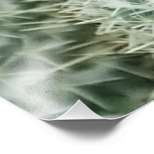 Mammillaria hahniana fotodruck (Ecke)