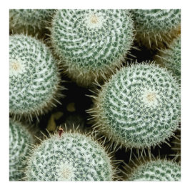 Mammillaria hahniana fotodruck