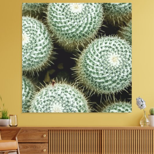 Mammillaria hahniana leinwanddruck (Insitu (Wohnzimmer))
